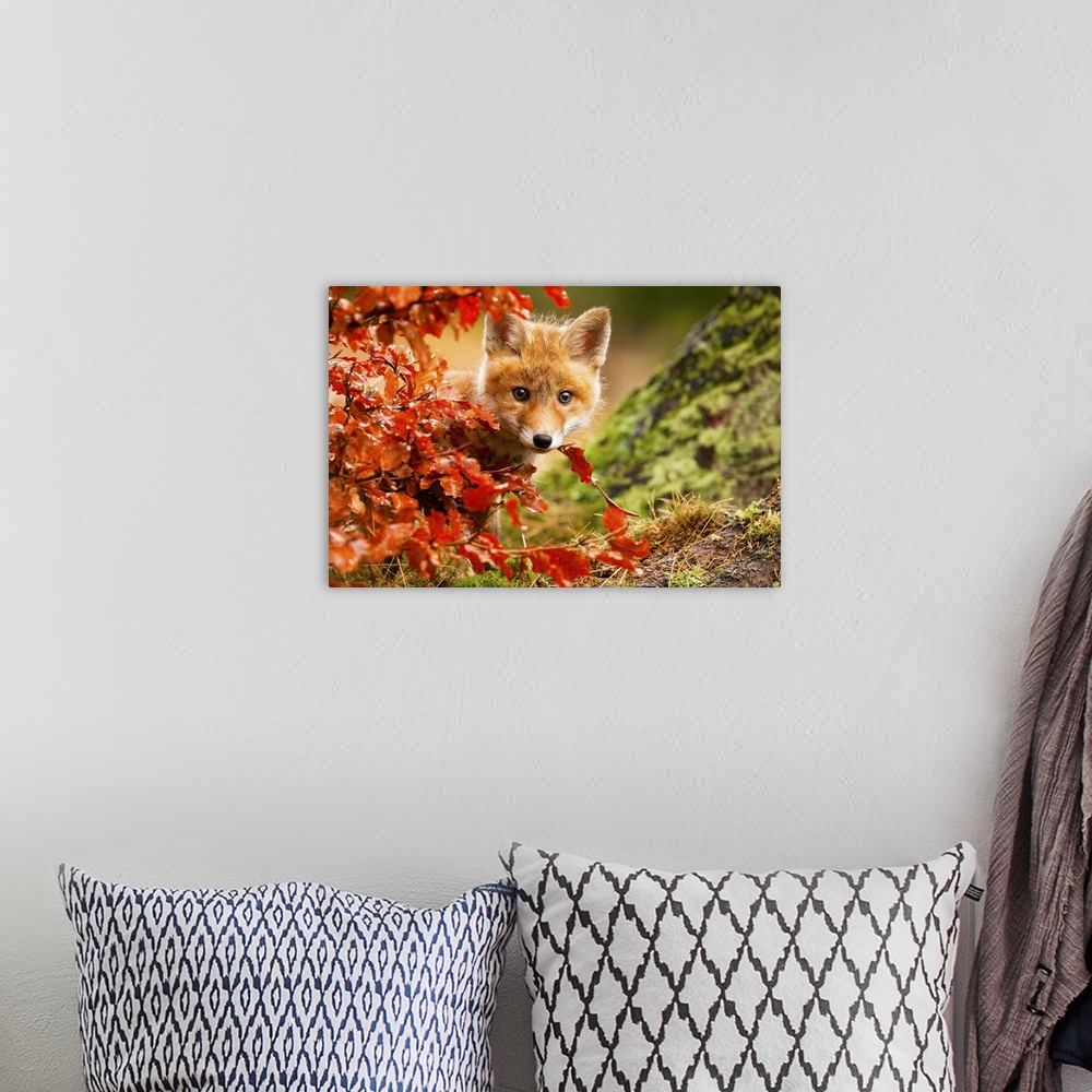 A bohemian room featuring Adorable red fox kit peeking out from behind a bush with red leaves.