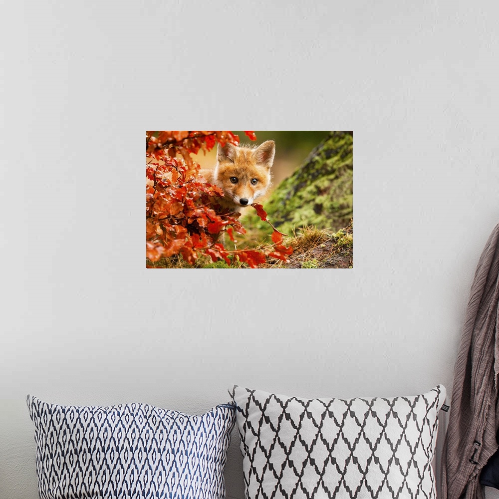 A bohemian room featuring Adorable red fox kit peeking out from behind a bush with red leaves.