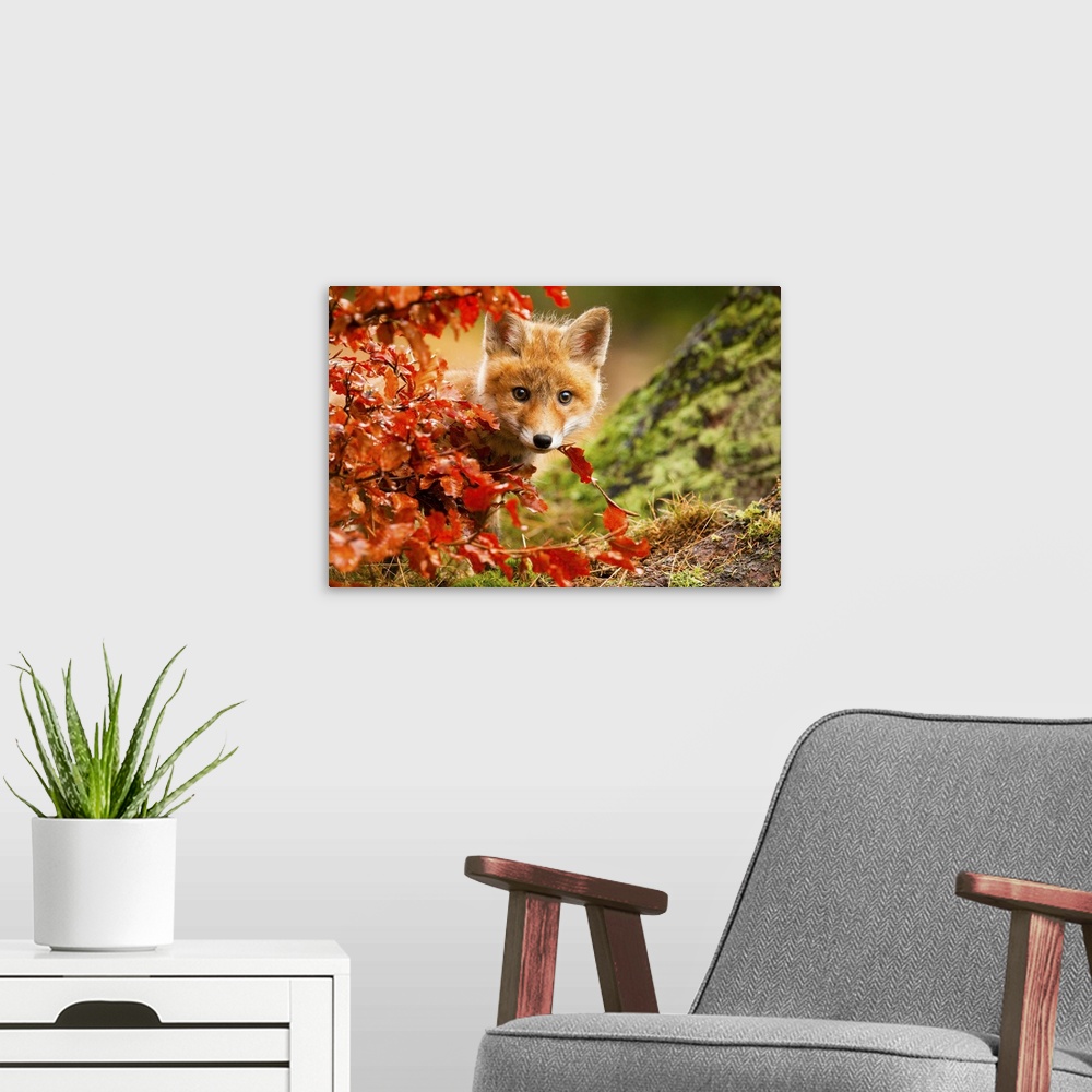 A modern room featuring Adorable red fox kit peeking out from behind a bush with red leaves.