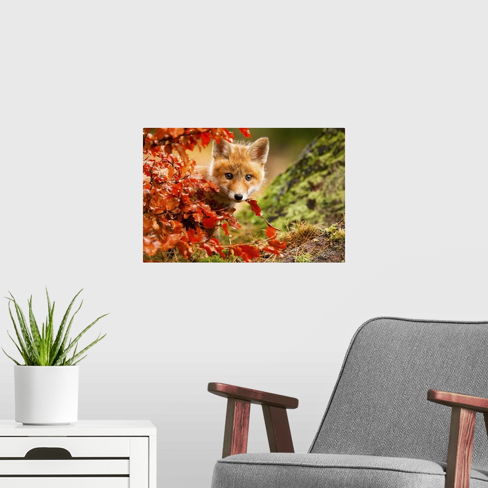 A modern room featuring Adorable red fox kit peeking out from behind a bush with red leaves.