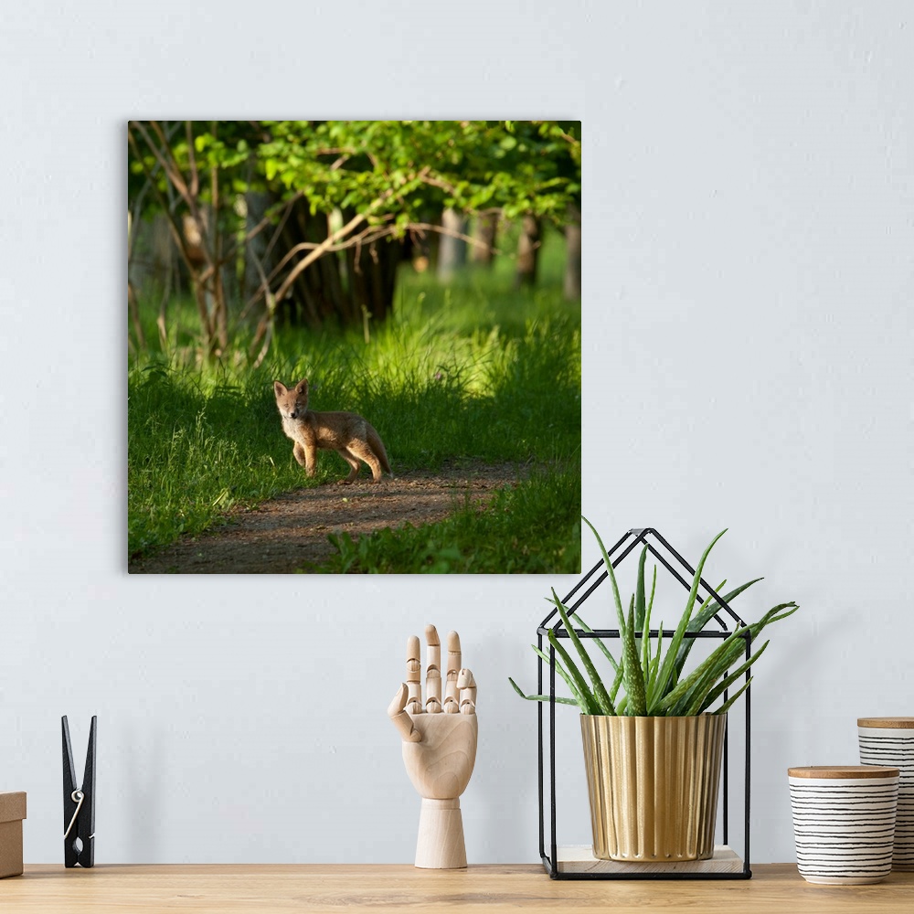 A bohemian room featuring A young fox stops on a path in the forest, barely taller than the grass around it.