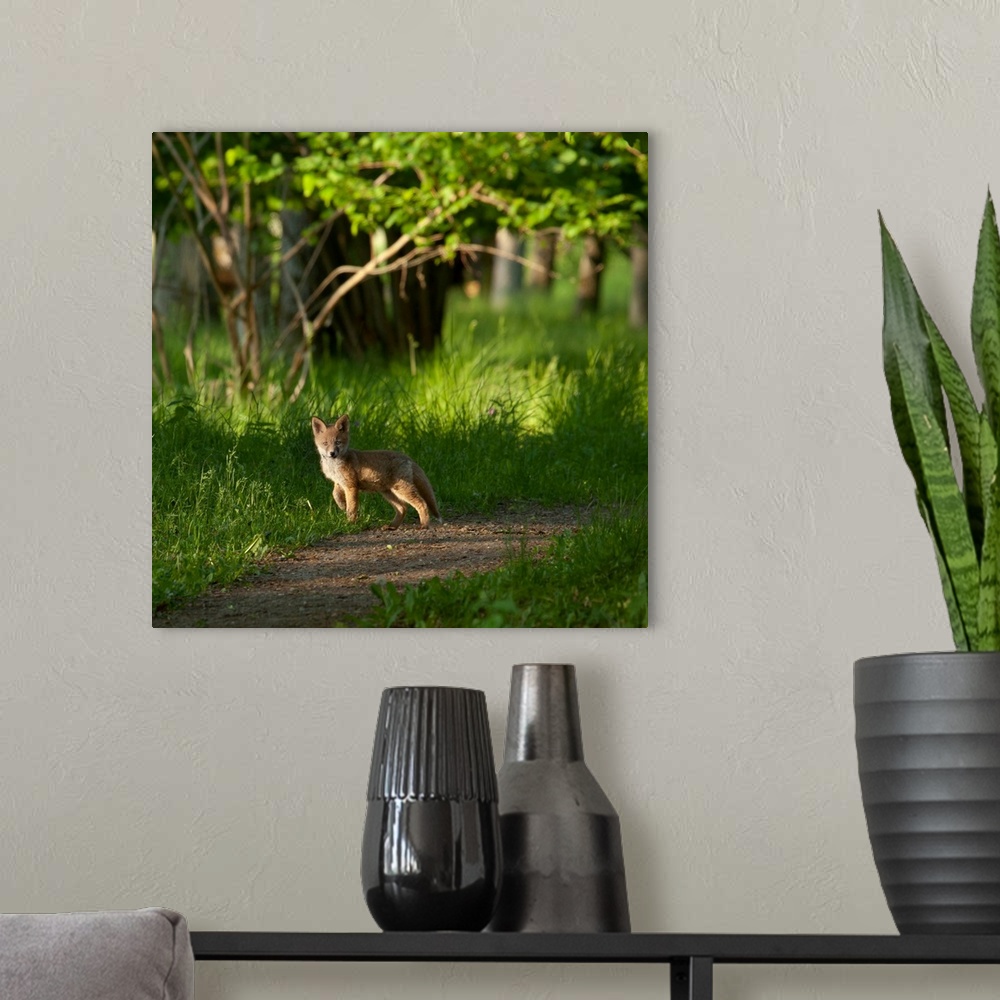 A modern room featuring A young fox stops on a path in the forest, barely taller than the grass around it.