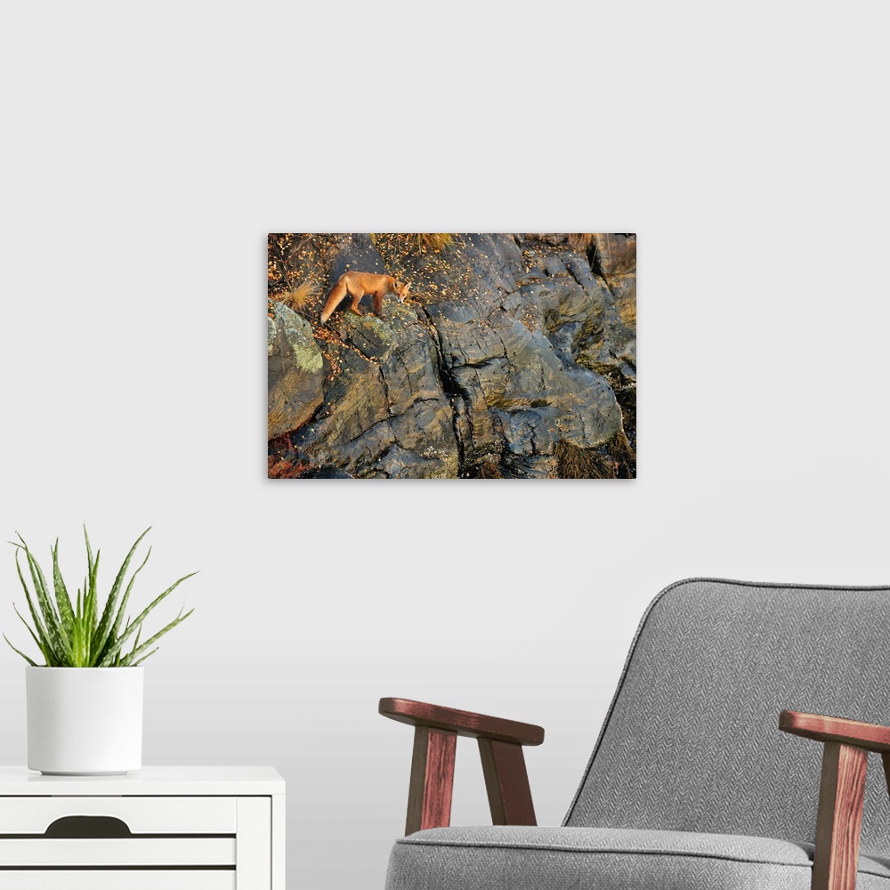 A modern room featuring Fox on The Rocks