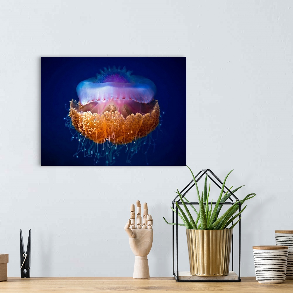 A bohemian room featuring A jellyfish with bright colors and thin tentacles floating in the ocean.