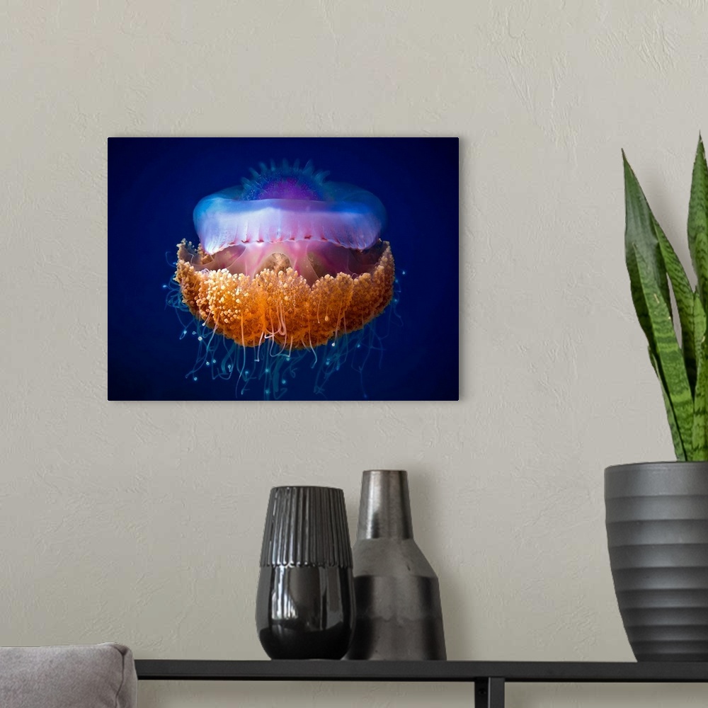 A modern room featuring A jellyfish with bright colors and thin tentacles floating in the ocean.