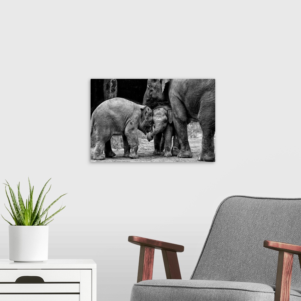 A modern room featuring Two young elephants lock trucks in a loving embrace of friendship.