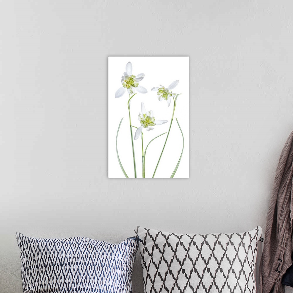 A bohemian room featuring Three white galanthus flowers on a white background.