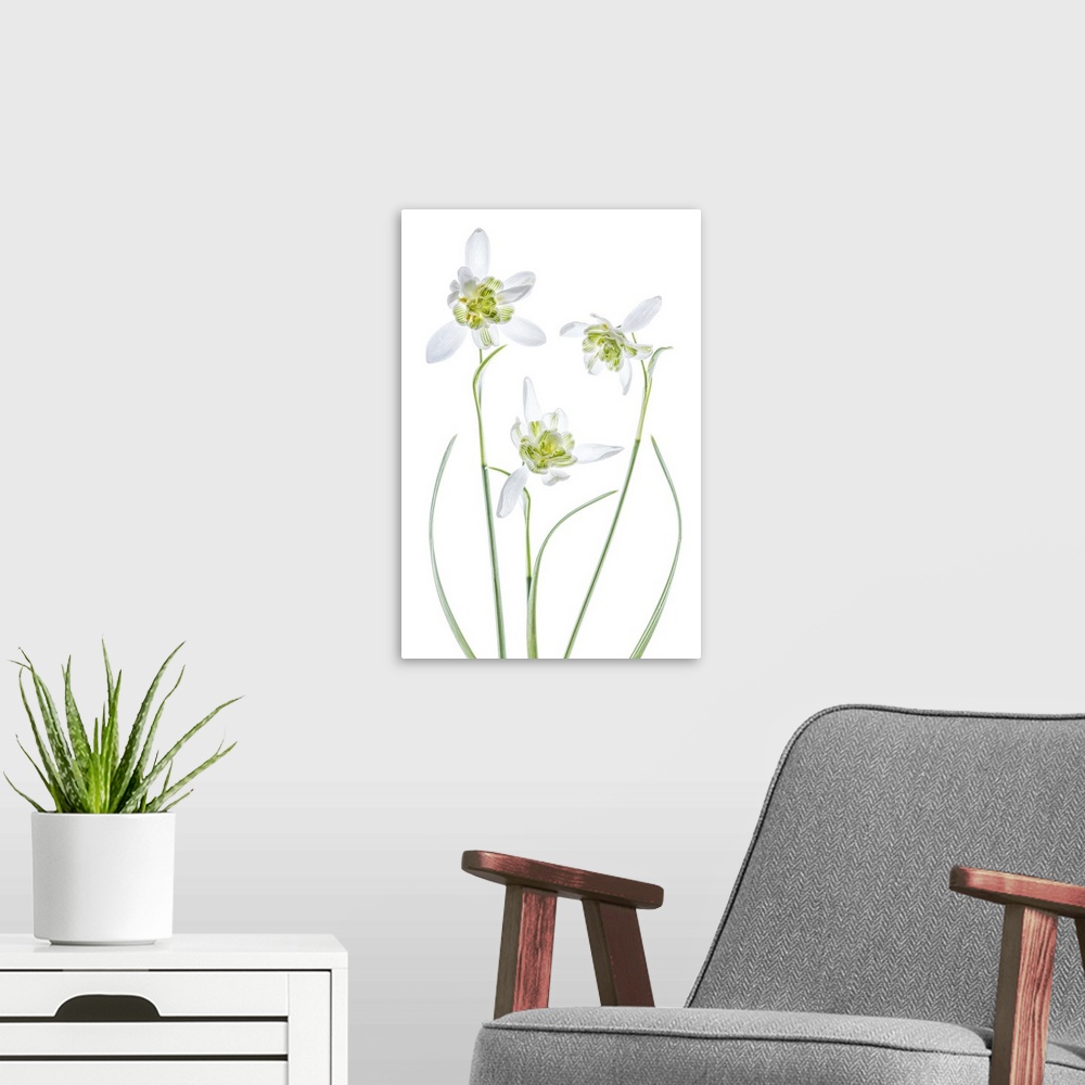 A modern room featuring Three white galanthus flowers on a white background.