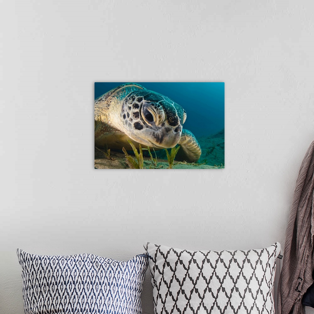 A bohemian room featuring A sea turtle staring intently at the ocean floor.