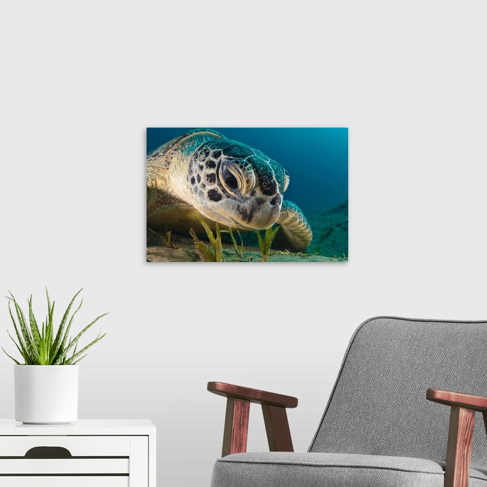 A modern room featuring A sea turtle staring intently at the ocean floor.
