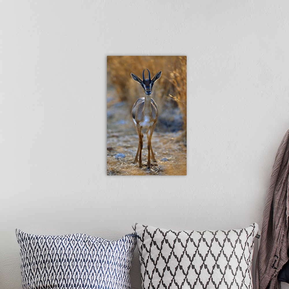 A bohemian room featuring Portrait of a gazelle with a shallow depth of field.