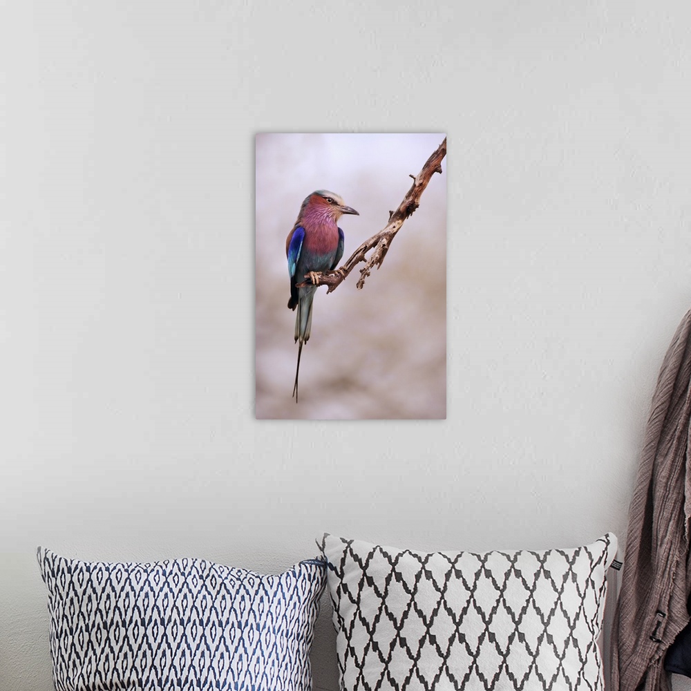 A bohemian room featuring A close-up photograph of an exotic bird perched on a branch.