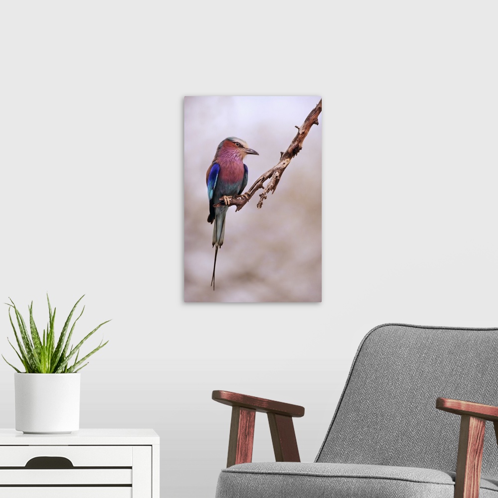 A modern room featuring A close-up photograph of an exotic bird perched on a branch.