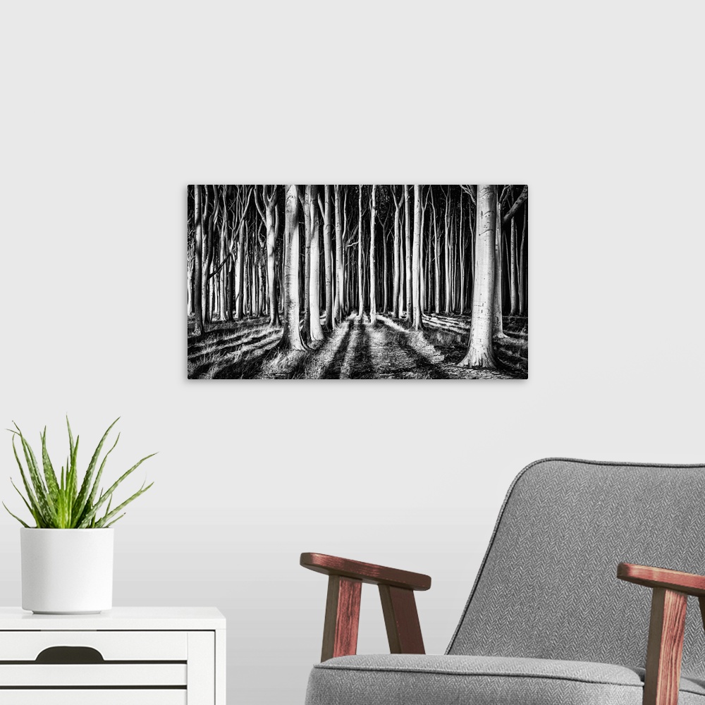 A modern room featuring High contrast image of a forest of sturdy trees, resembling columns.