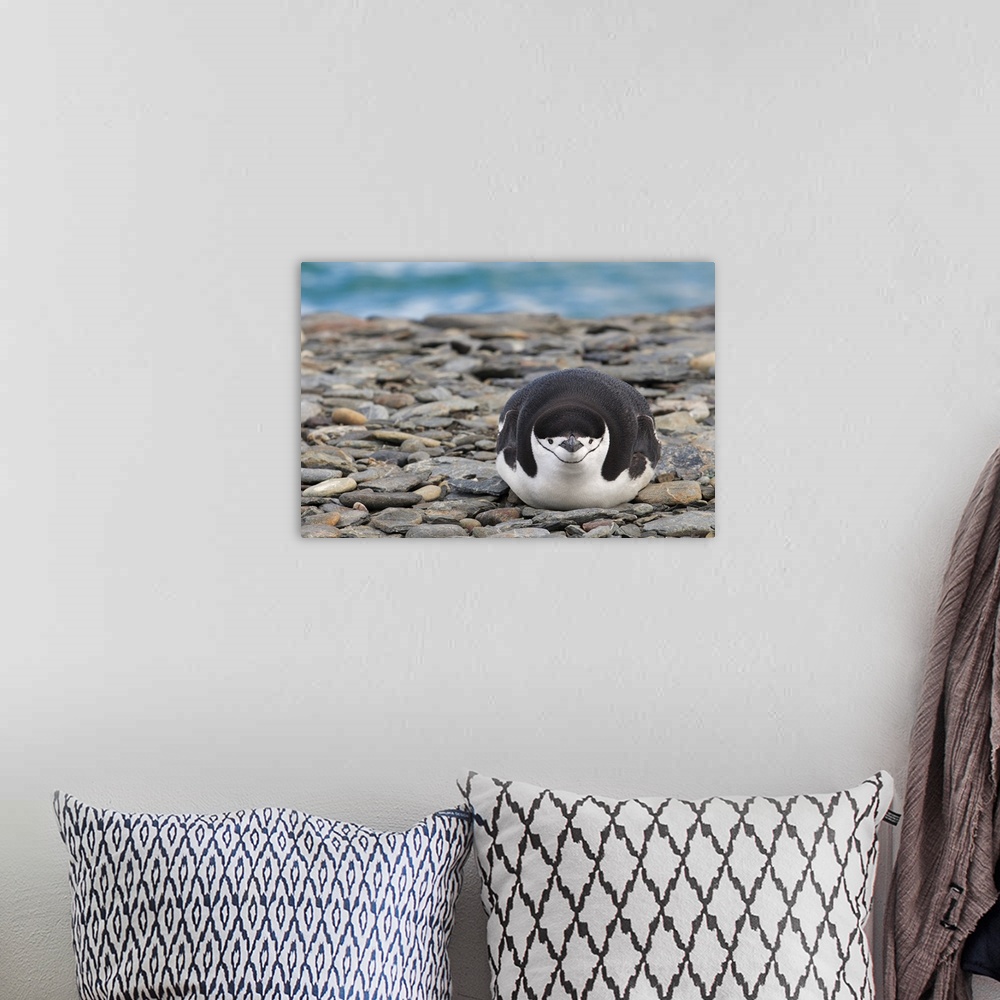 A bohemian room featuring A portrait of a penguin laying on rocks.