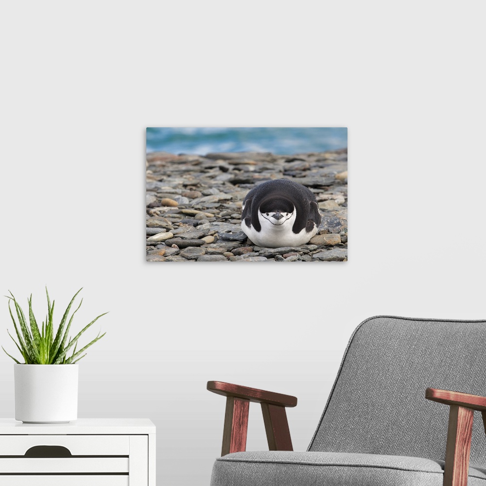 A modern room featuring A portrait of a penguin laying on rocks.