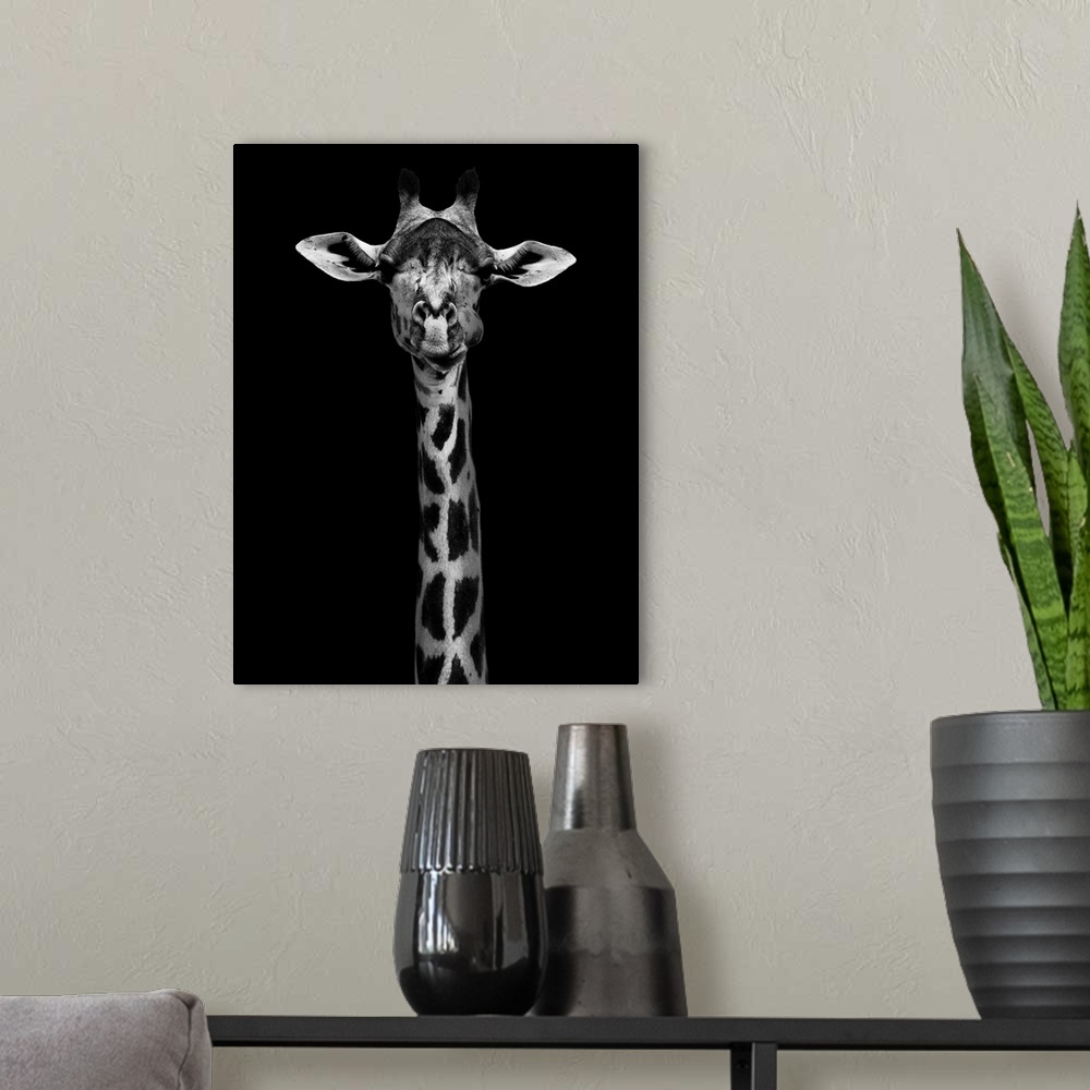 A modern room featuring Giraffe Portrait