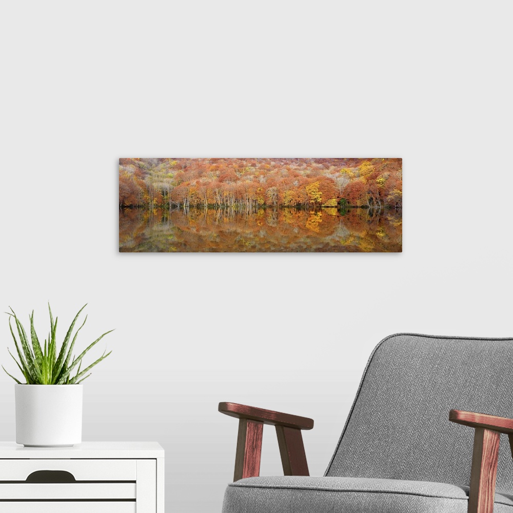 A modern room featuring A vast forest in autumn foliage with only couple of trees still green left over from summer, refl...
