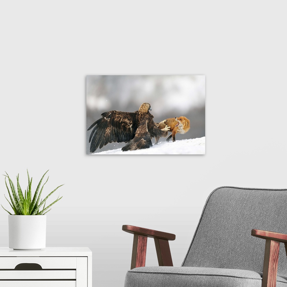 A modern room featuring A large Golden Eagle attempts to grab a red fox in its talons.