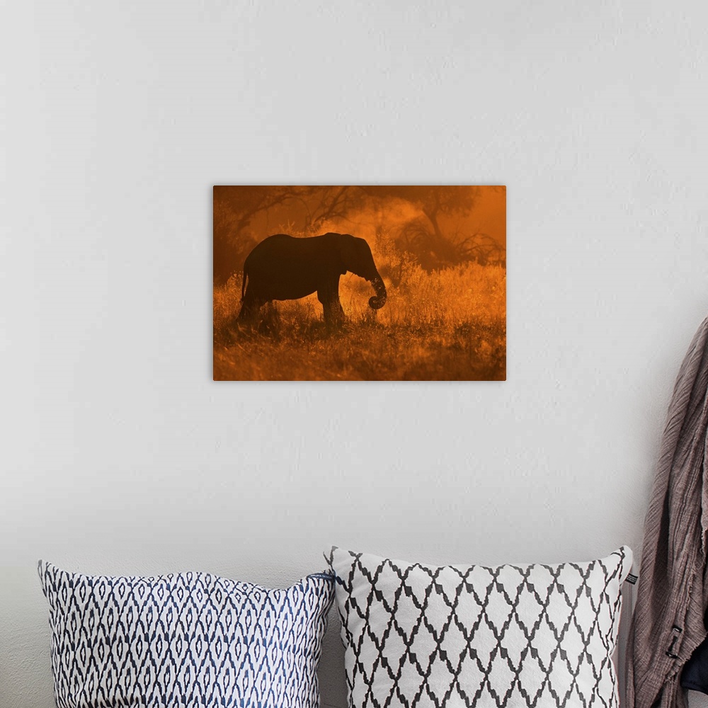 A bohemian room featuring A silhouette of an elephant dusting off shoots of grass in golden light in Savute.