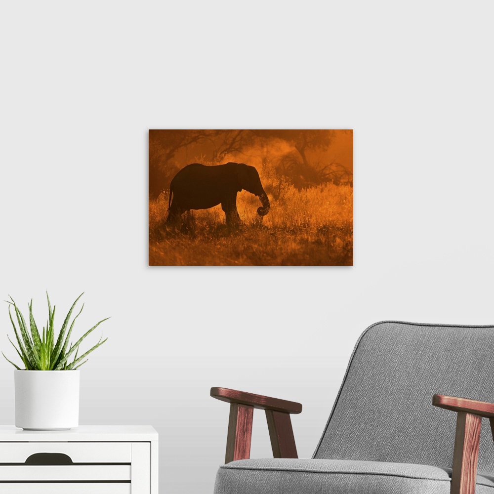 A modern room featuring A silhouette of an elephant dusting off shoots of grass in golden light in Savute.