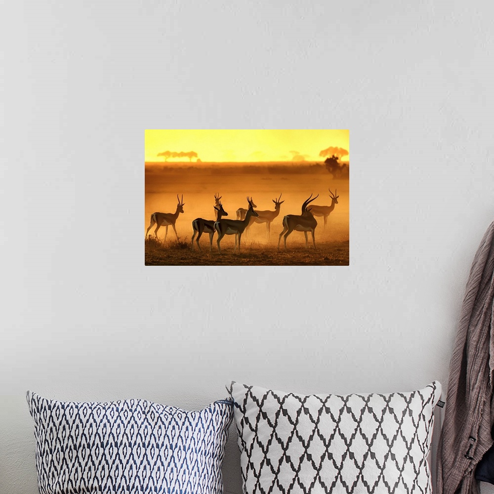 A bohemian room featuring Silhouetted antelopes standing in the dusty plain of the African Savannah.