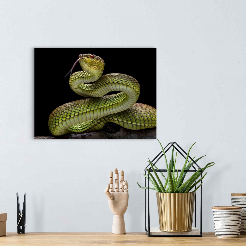 A bohemian room featuring Golden Venomous Viper Snake