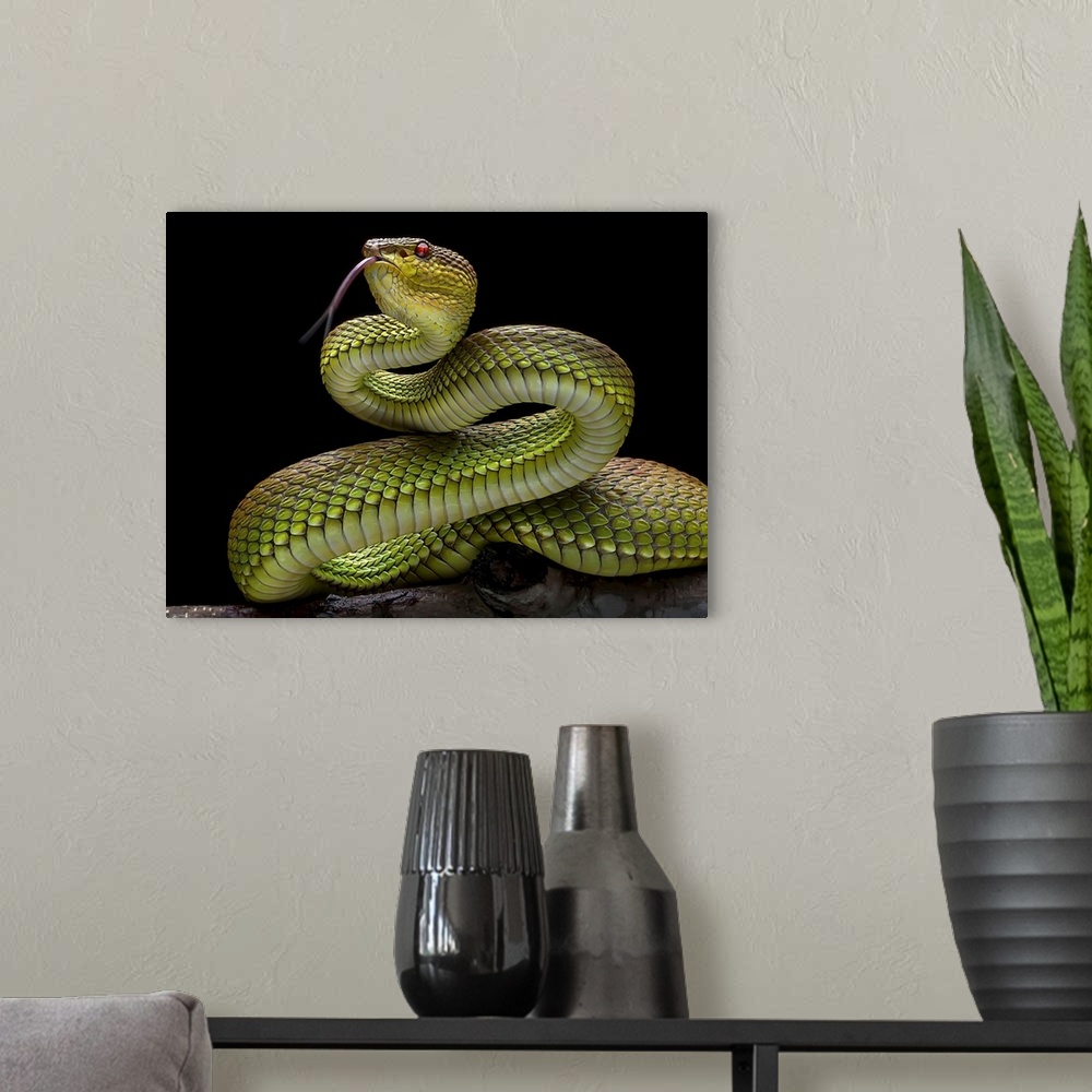 A modern room featuring Golden Venomous Viper Snake