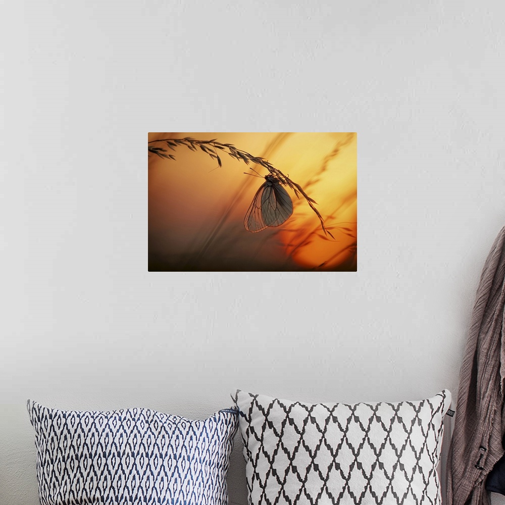 A bohemian room featuring A butterfly with translucent wings handing from a stalk of wheat at sunset.