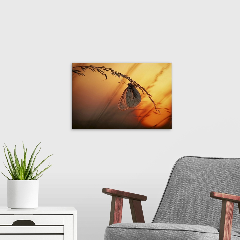 A modern room featuring A butterfly with translucent wings handing from a stalk of wheat at sunset.