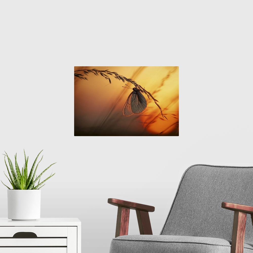 A modern room featuring A butterfly with translucent wings handing from a stalk of wheat at sunset.