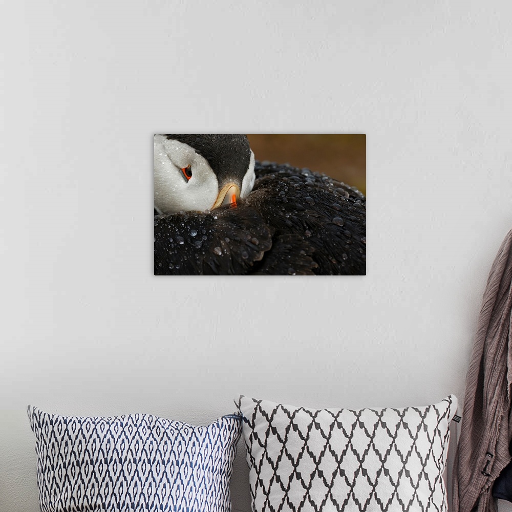 A bohemian room featuring Close-up photograph of a puffin covered in water droplets.
