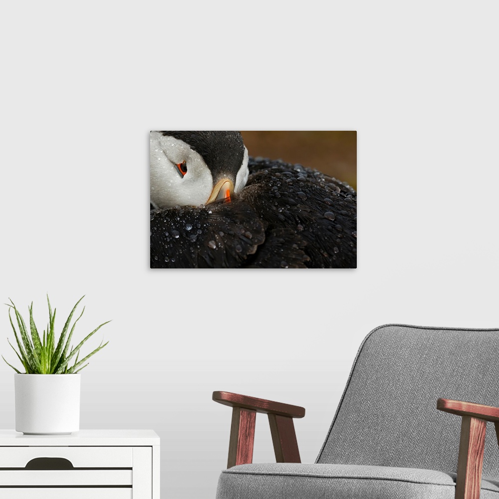 A modern room featuring Close-up photograph of a puffin covered in water droplets.