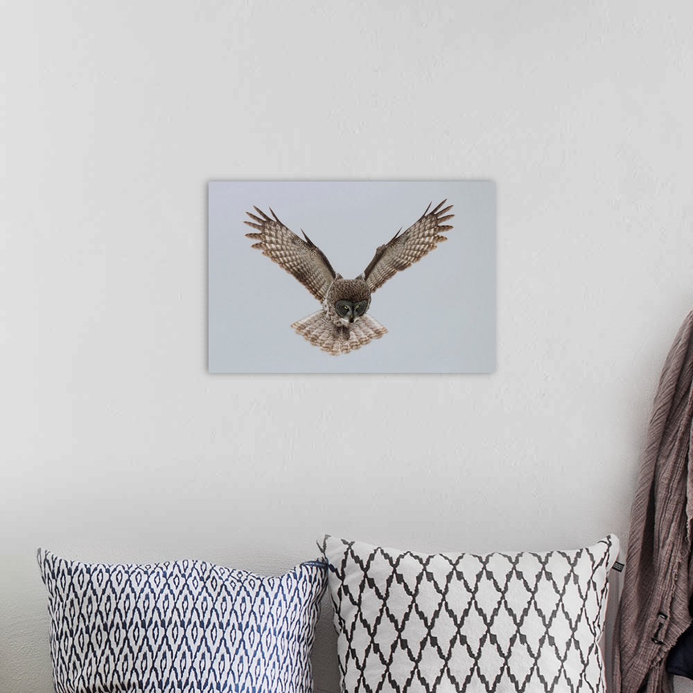 A bohemian room featuring Great Grey Owl