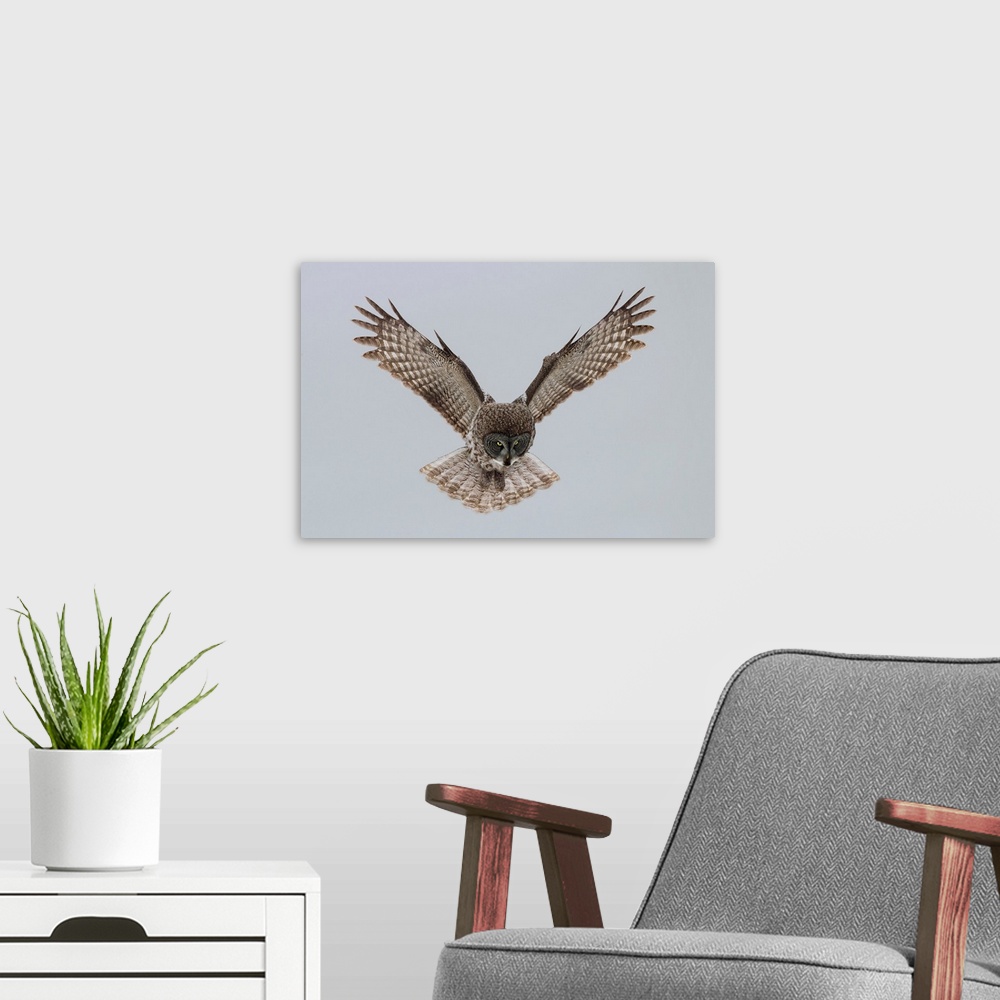 A modern room featuring Great Grey Owl