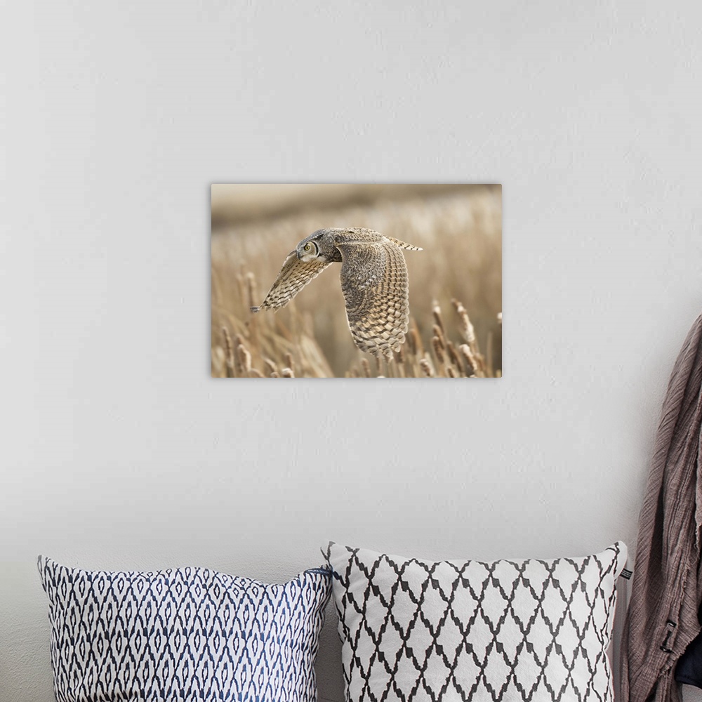 A bohemian room featuring A great horned owl flies low over a field.