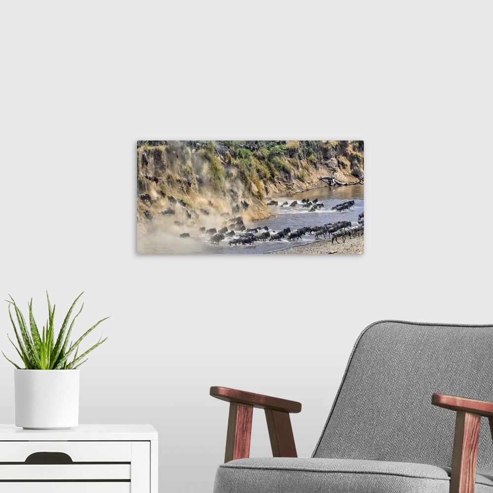A modern room featuring Wildlife photograph of a stampede of wildebeest moving down a cliff, through a river, and onto land.