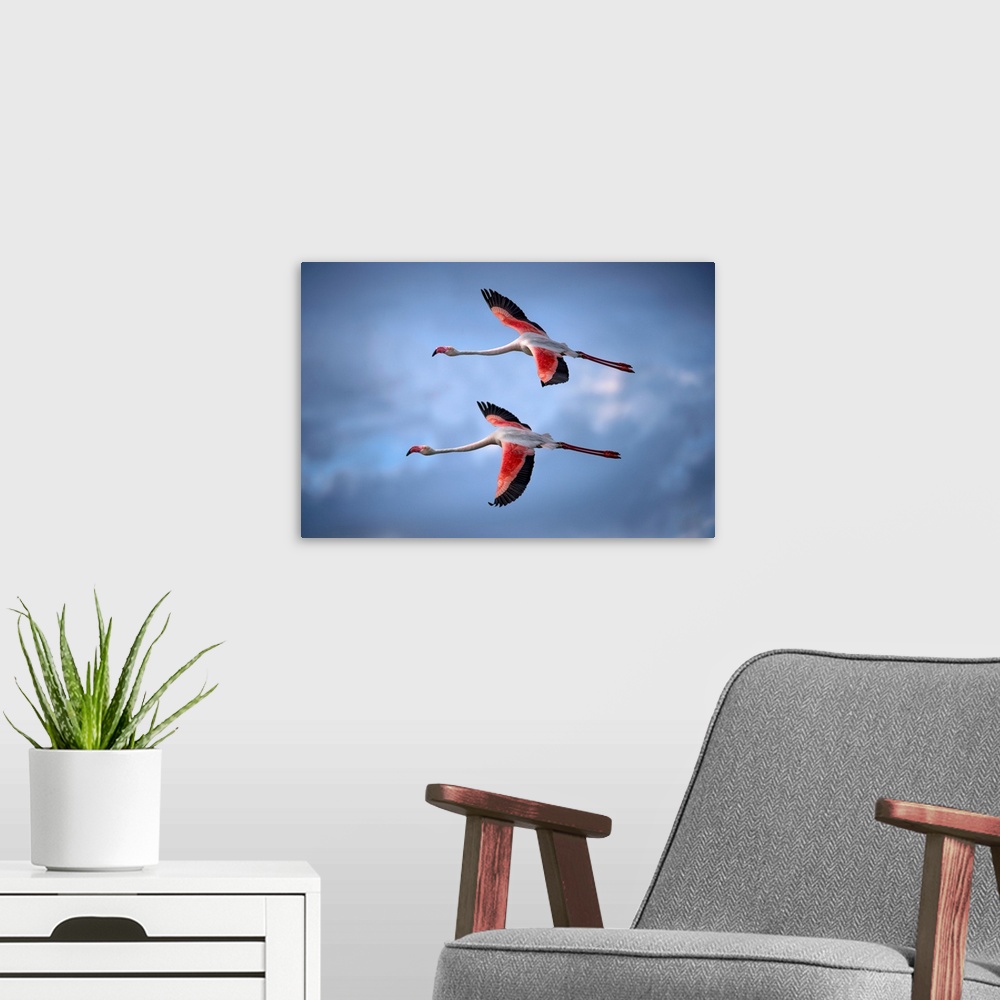 A modern room featuring Greater Flamingos