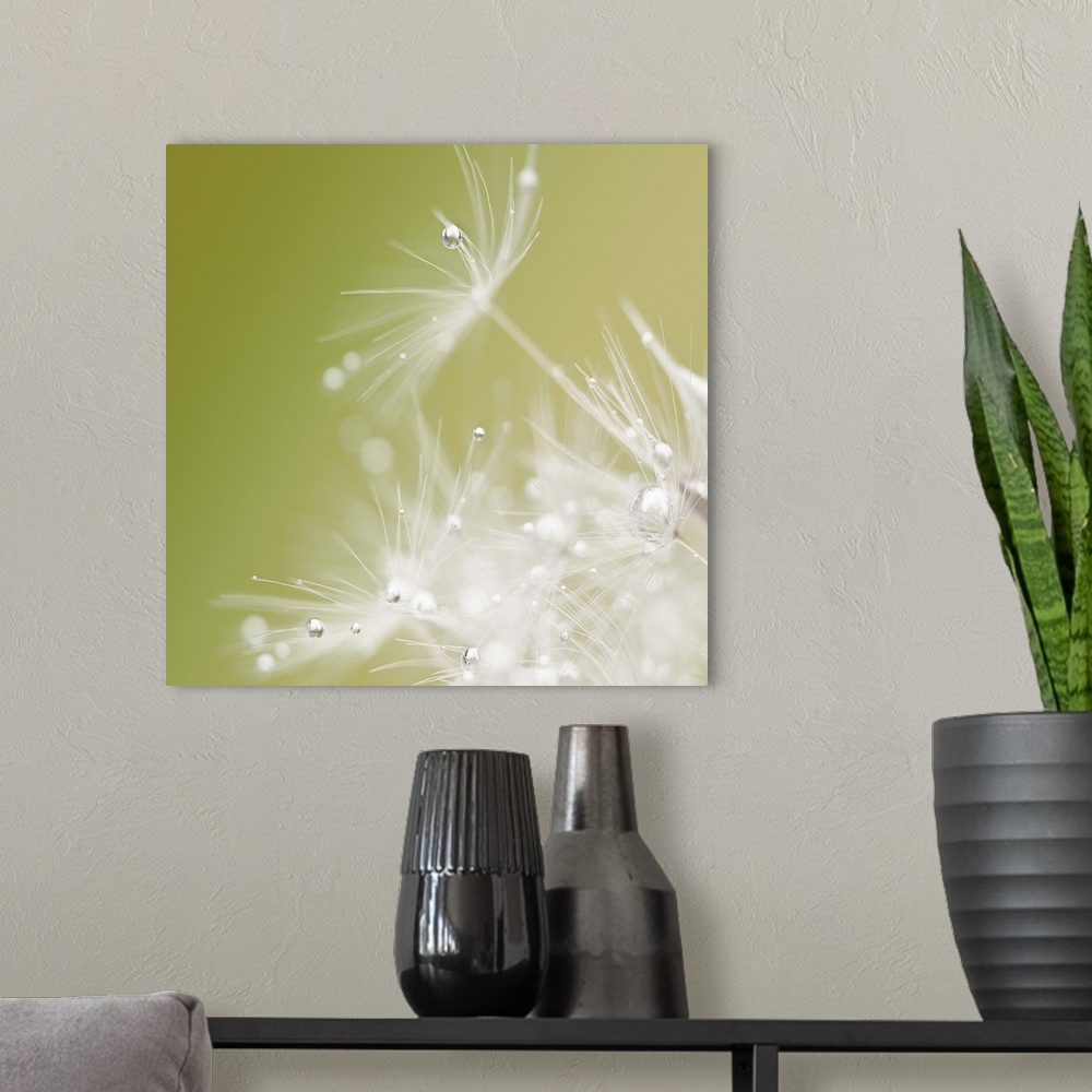 A modern room featuring Extreme close-up of a dandelion seeds with dew drops on the ends.