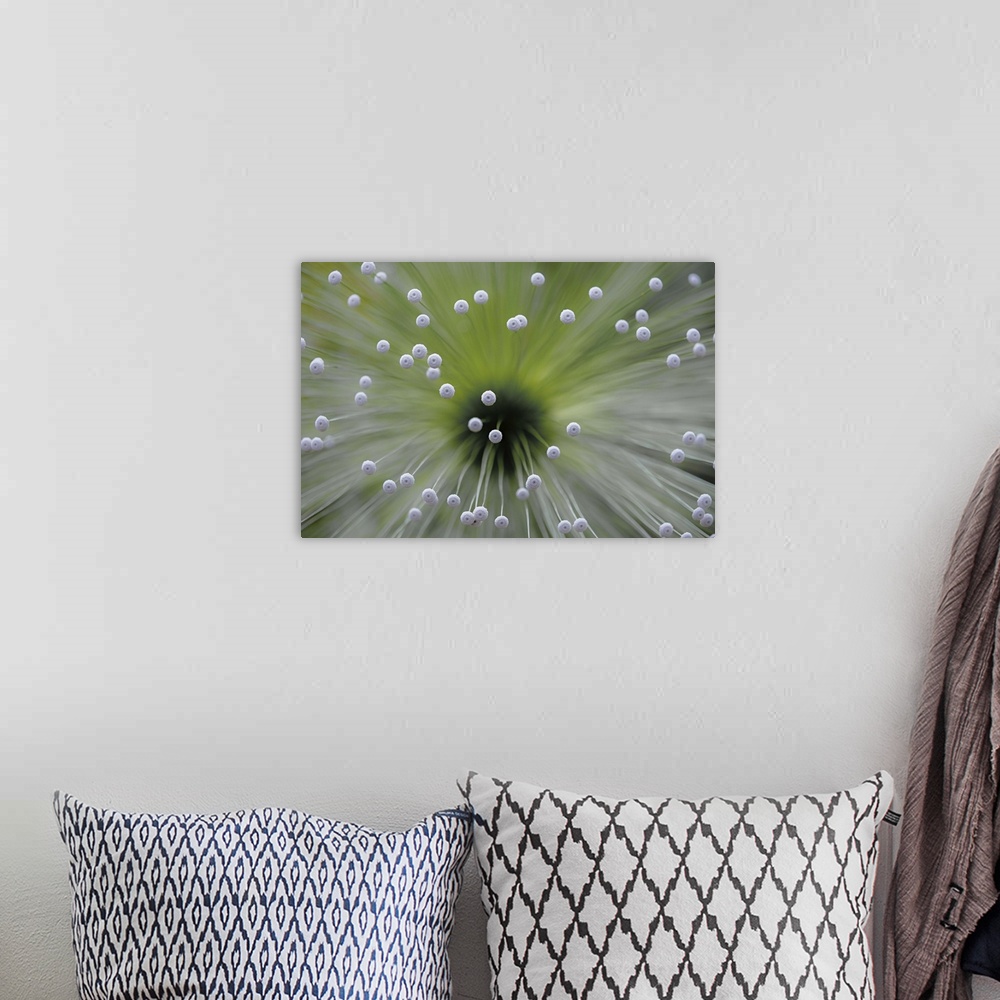 A bohemian room featuring Macro photo of a plant with small white dots.