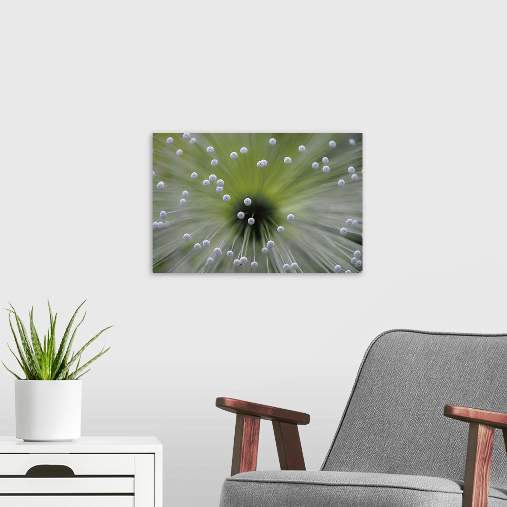 A modern room featuring Macro photo of a plant with small white dots.
