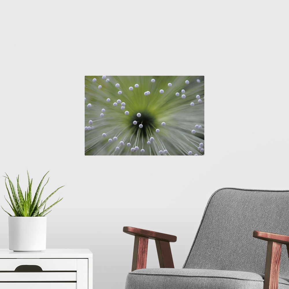 A modern room featuring Macro photo of a plant with small white dots.