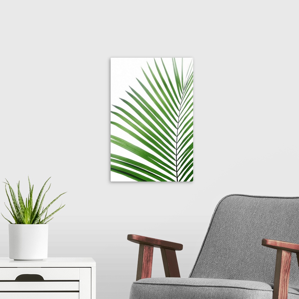 A modern room featuring Green Palm Leaf
