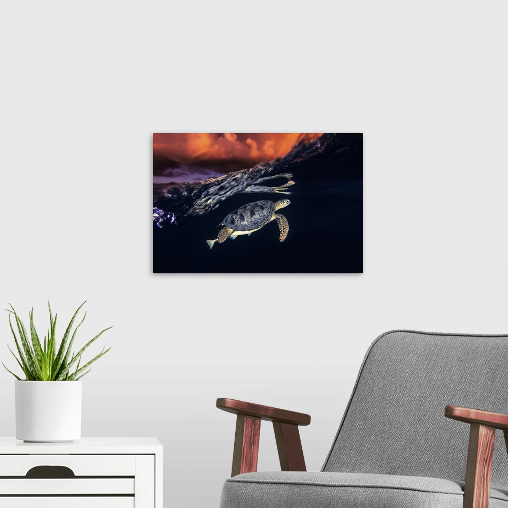 A modern room featuring Green Turtle And Sunset - Sea Turtle