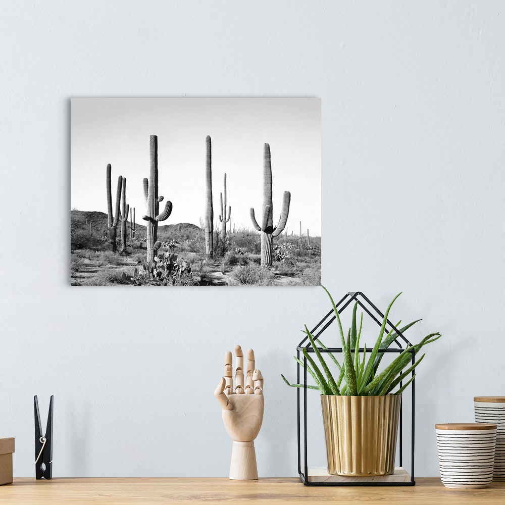 A bohemian room featuring Grey Cactus Land