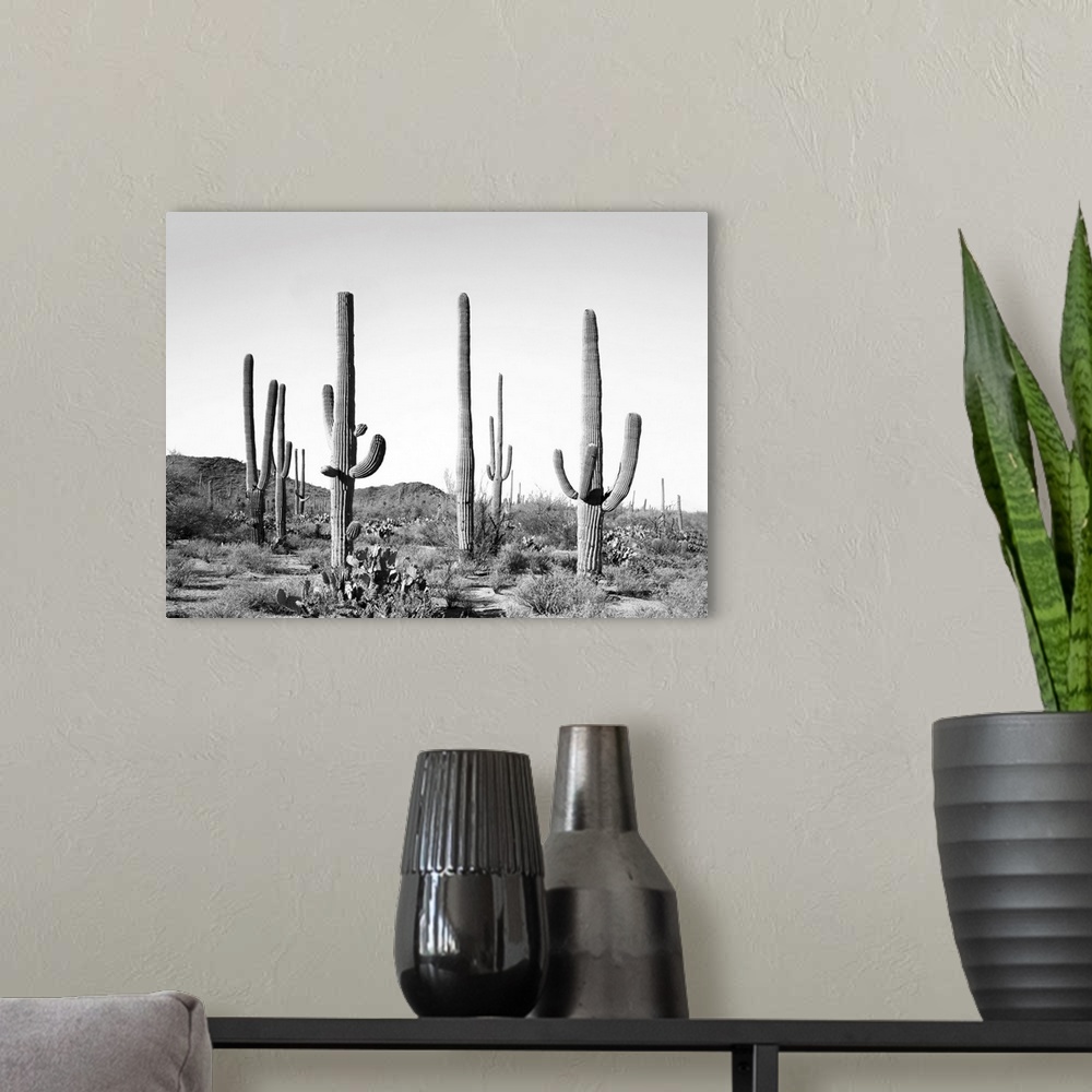 A modern room featuring Grey Cactus Land