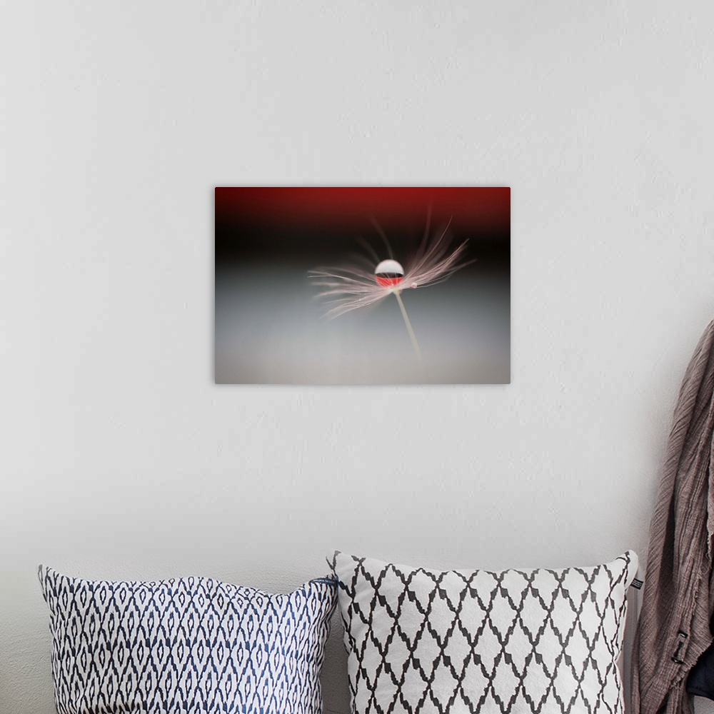 A bohemian room featuring A macro photograph of a wispy flower with a large water droplet reflecting the red and white colo...