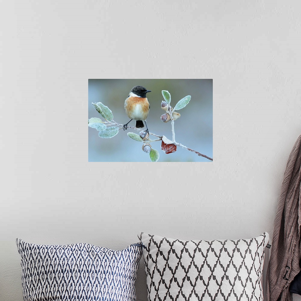 A bohemian room featuring A European Stonechat perched on a frozen twig with acorns.