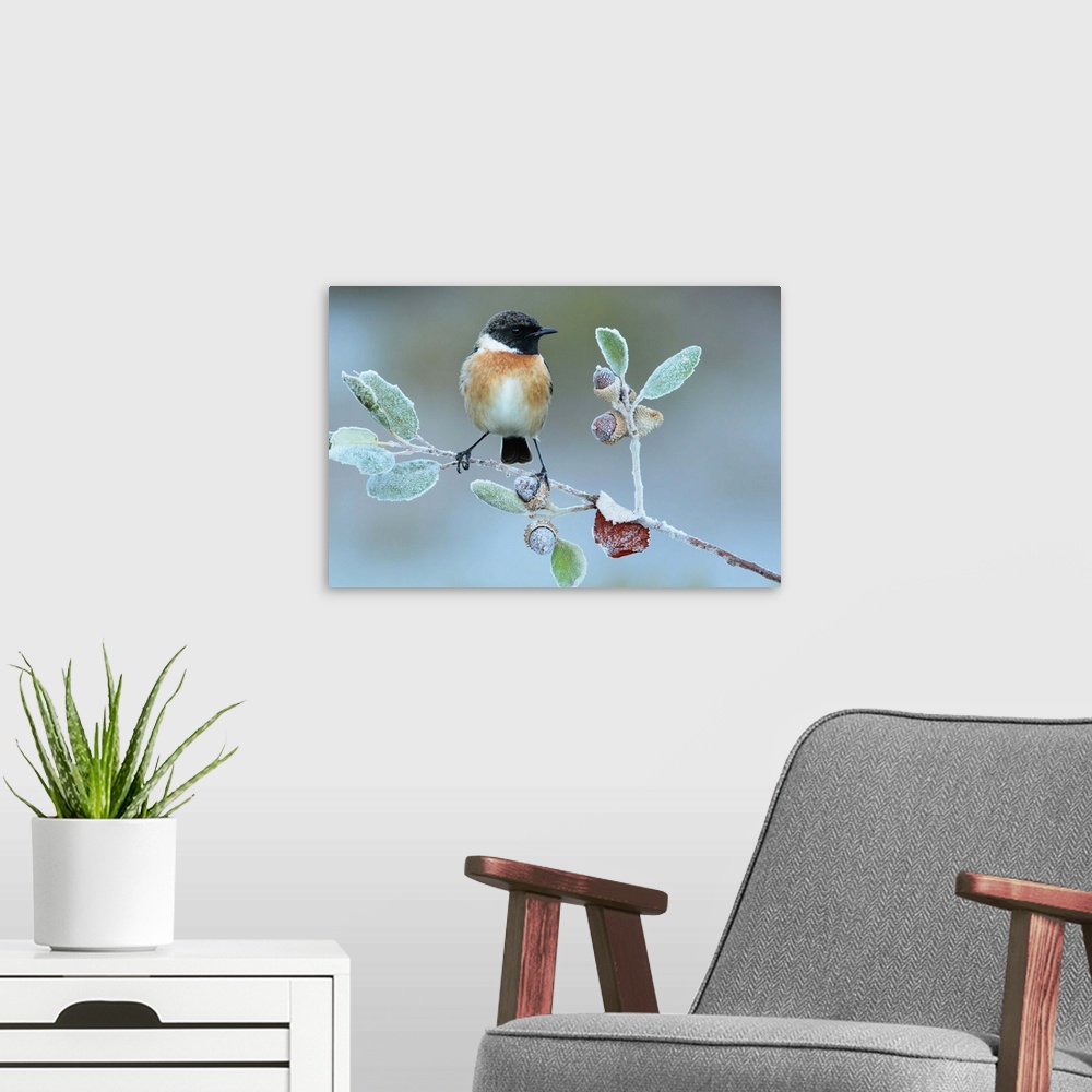 A modern room featuring A European Stonechat perched on a frozen twig with acorns.