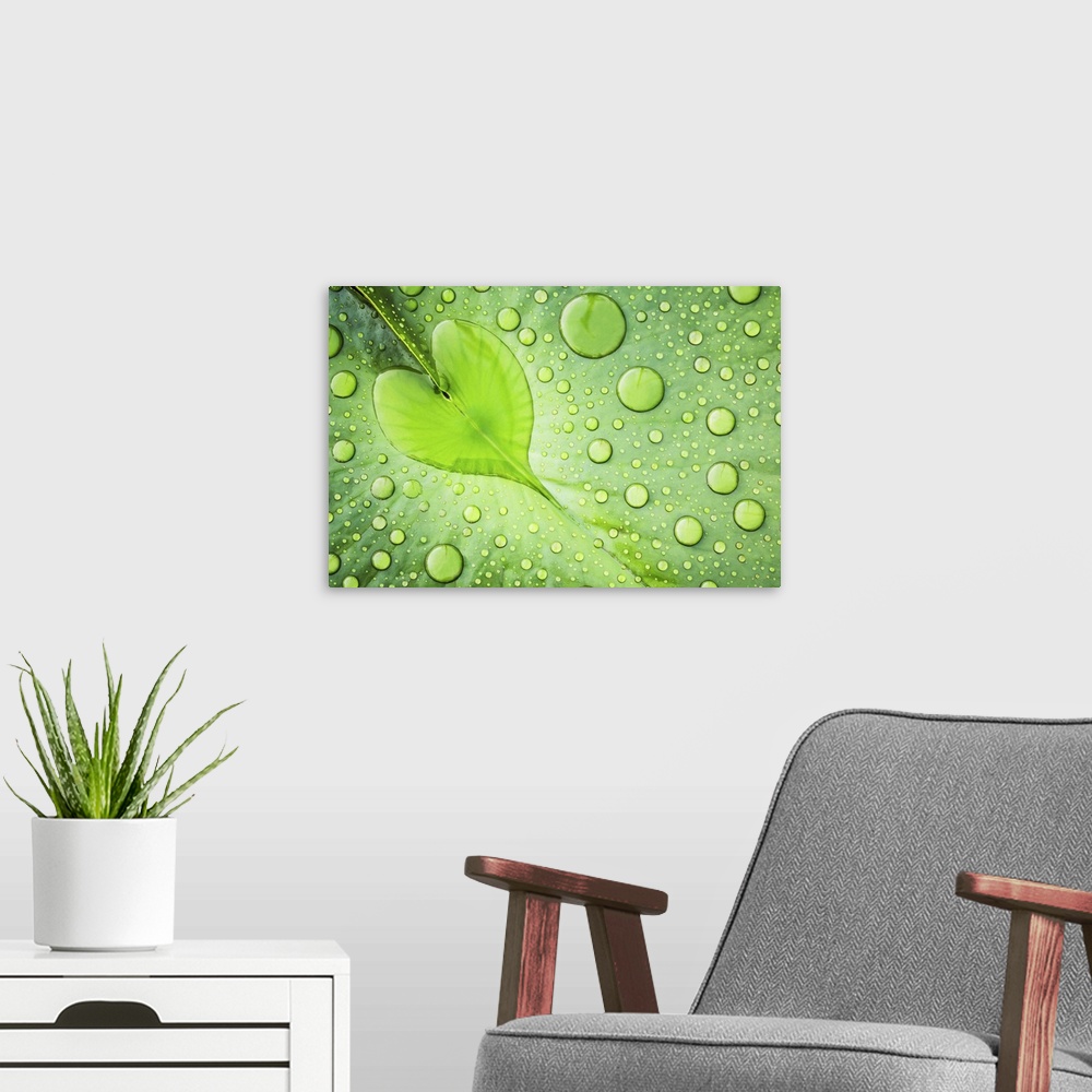 A modern room featuring Macro photograph of a leaf with a dew drop in the shape of a heart in the center of the leaf.